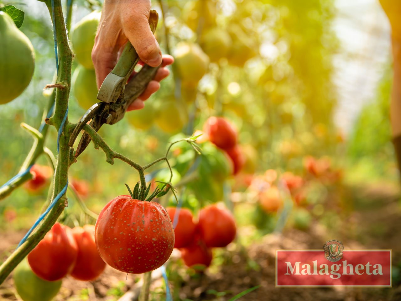 pomodoro italiano malagheta