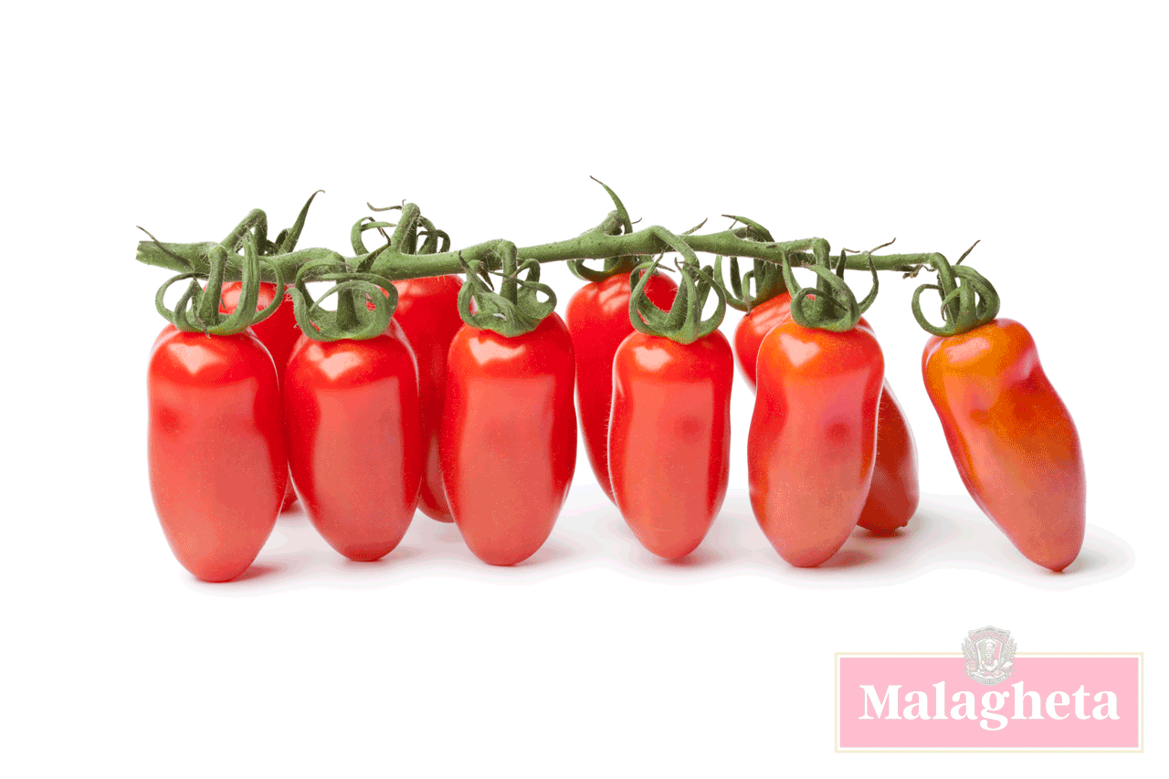 tomate san marzano