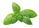 basilico-italiano